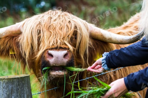 Preview: Close Up Of A Large Male Scottish Bull Being Fed Fresh Grass By Hand