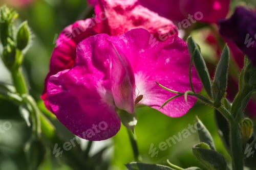 Preview: Close Up Of An Organic Sweet Pea Bloom Back Lit By The Sunshine