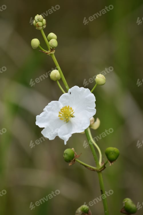 Preview: Blossoms And Buds With White Flowers In Barataria Preserve.