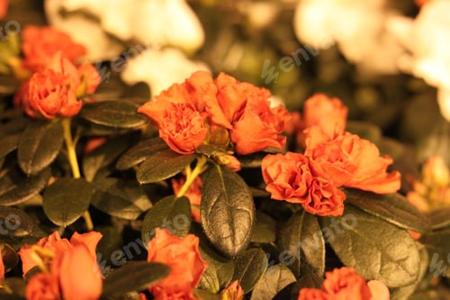 Preview: Clusters Of Azalea Plants With Bright Pink Flowers 6838