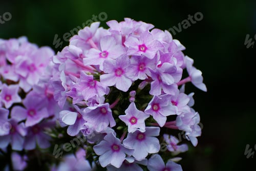 Preview: Blooming Garden With Shades Of Pink Phlox Flowers.