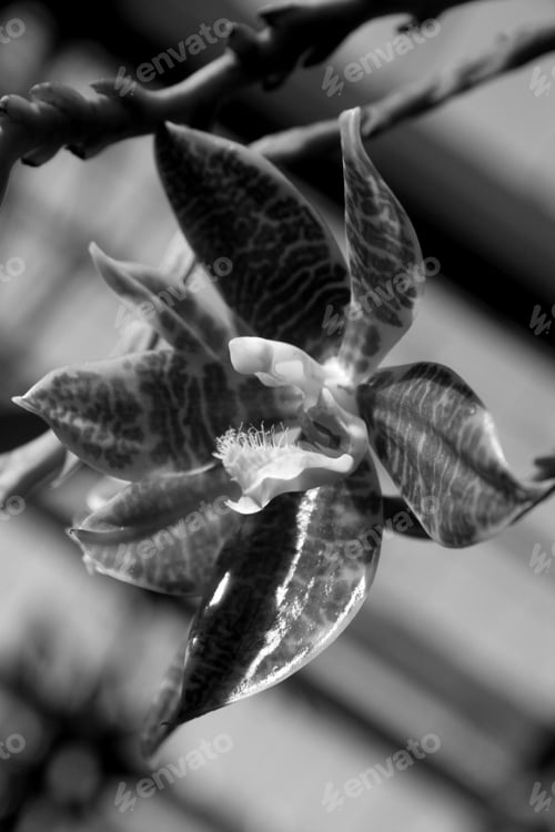 Preview: Black And White Orchid