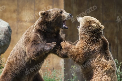 Preview: Two Young Adult Grizzly Bears Playing Aggressively Establishing Dominance, Soft Focus