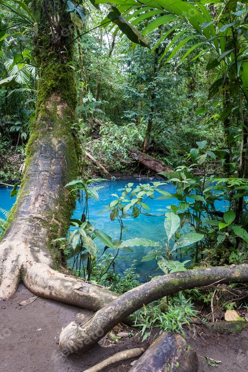 Preview: Natural Turquoise River In Costa Rica Viewed Thru The Dense Vegetation