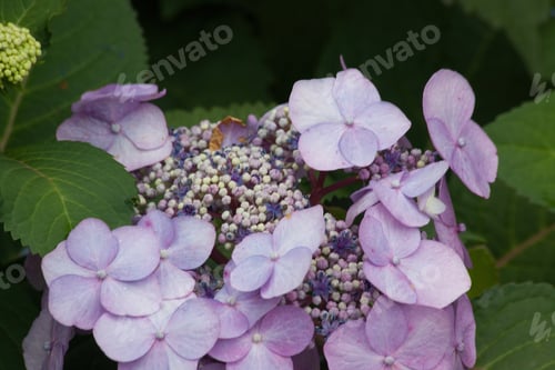 Preview: Purple Hydrangea Outdoors In A Garden