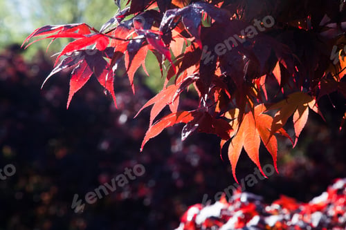 Preview: Red Leaves Of A Maple Tree