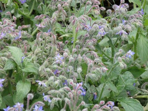 Preview: Garden Full Of Borage Flowers And Plants.