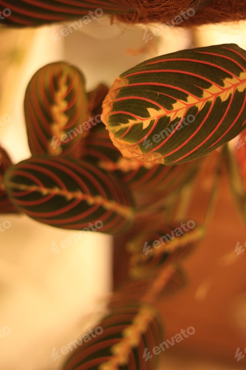 Preview: Green Prayer Plant Leaves With Bright Stripes 0455
