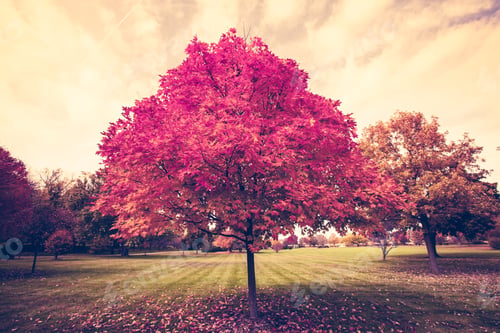 Preview: Autumn