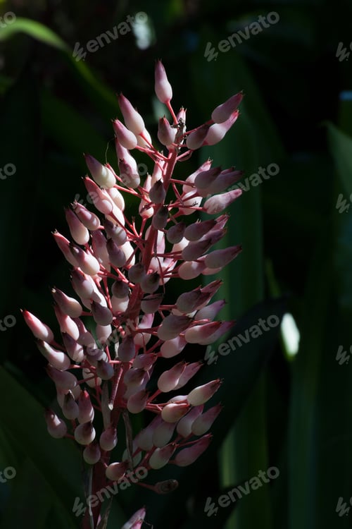 Preview: Lovely Red Flowers In The Sunshine