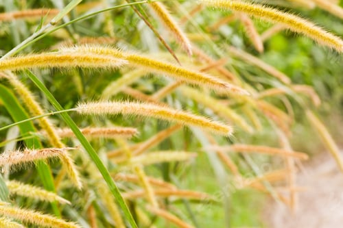 Preview: Wild Pampas Grass Closeup In The Rain Forest Of Belize