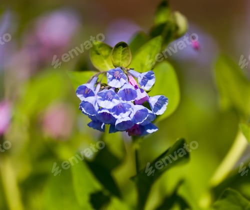 Preview: Fresh Wild Bluebells In A Forest In The Spring As The Blooms Start To Blossom