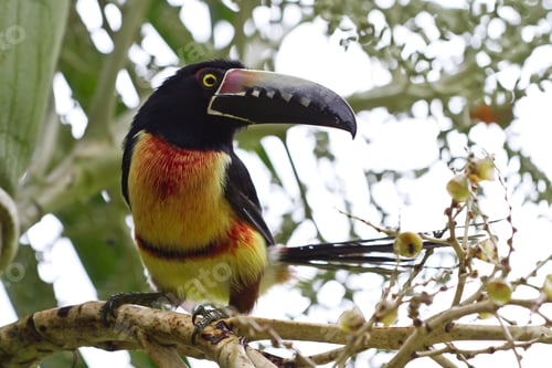 Preview: Closeup Of An Aracari Toucan In The Rain Forest Of Belize