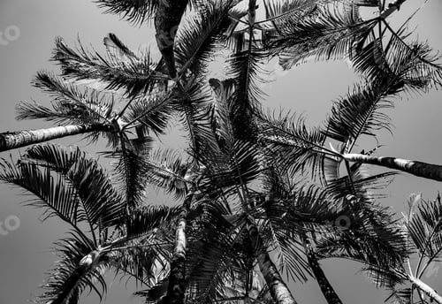 Preview: Palm Trees Against Blue Sky, Palm Trees At Tropical Coast, Coconut Tree,Summer Tree