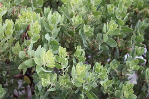 Preview: A Green Pointleaf Manzanita Shrub Plant 8031