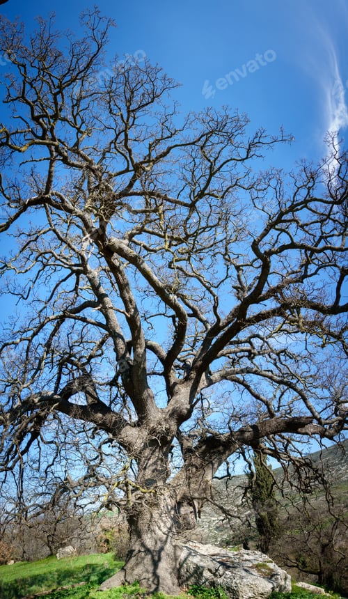 Preview: View Of A Bare Tree On Mountainous Region Crete Greece Europe