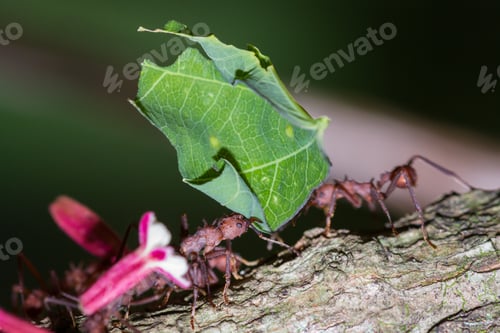 Preview: Macho Of Working Leaf Cutter Ants Bringing Fresh Cut Vegetation Back To Their Nest