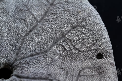 Preview: Old Sand Dollar Or Starfish Close Up With Interesting Texture And Pattern