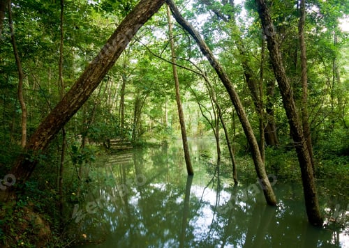 Preview: Old Tree Trunks In A Flooded Valley After Heavy Rain Showing Very Verdant Conditions