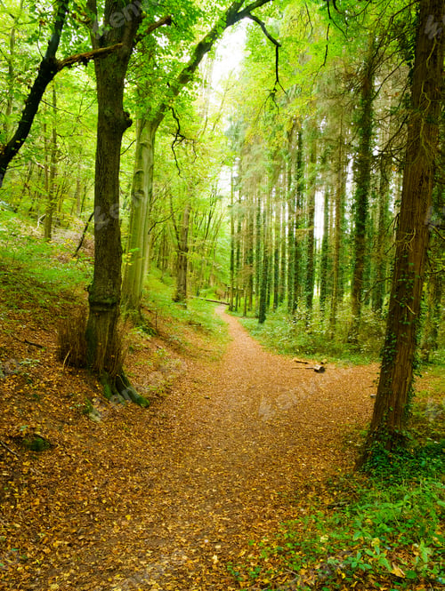 Preview: Footpath Through Forest With Autumn Leaves Fallen On The Ground, Belgium. Belgium Europe
