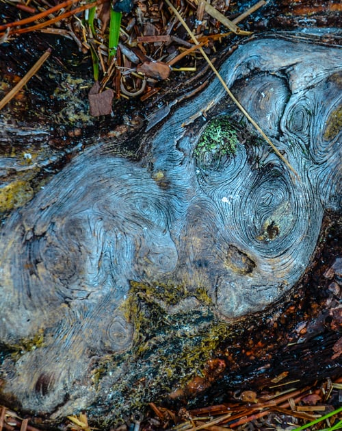Preview: A Weathered Tree Root In The Ground