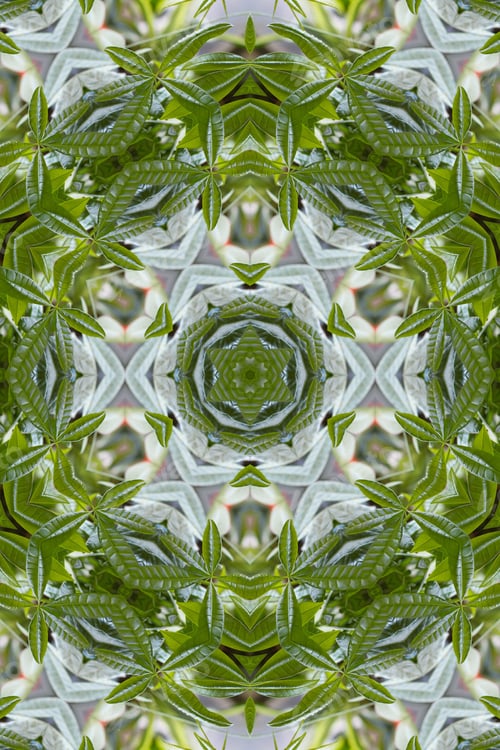 Preview: A Pachira Aquatica Plant Abstract With Bright Green Leaves 3793