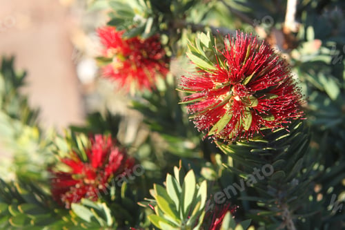 Preview: A Pohutukawa Plant With Green Leaves And Bright Red Flowers 3278