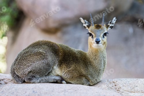 Preview: Klipspringer Or Small African Antelope, Laying On A Rock Smiling For The Camera