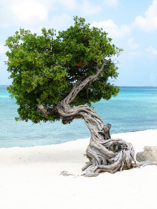 Preview: Beach With A Divi Divi Tree In Aruba.