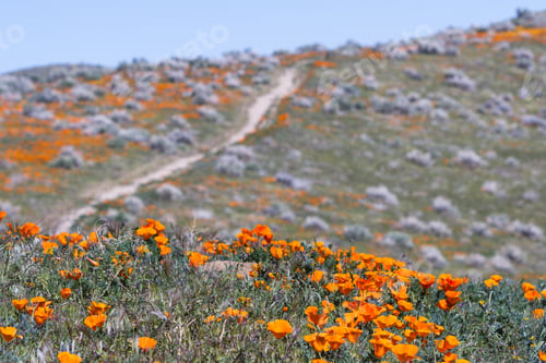 Preview: Early Spring Flowers Blooming Along The Walking Trail Of The Antelope Valley Poppy Preserve In