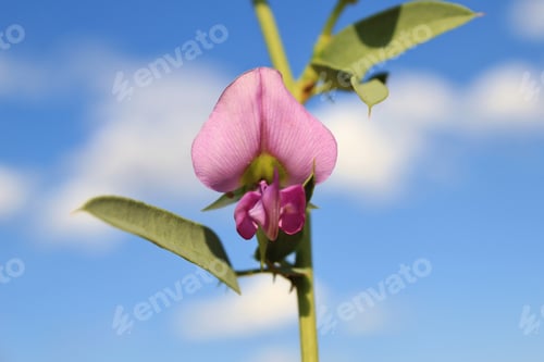 Preview: Purple Ground Crawling Grape Vein During African Spring. Wild Flowers.