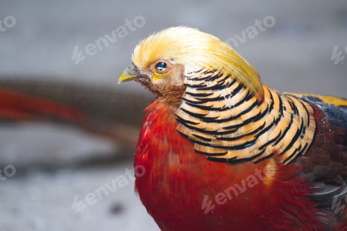 Preview: Close Up Of A Beautiful Golden Pheasant With Some Strange Parasite In Its Eye