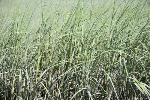 Preview: Grassland With Tall Reeds Of Grass Growign Out Of Marsh.