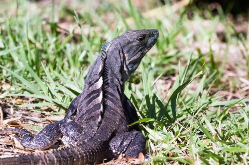 Preview: Tropical Scene With A Spiny Tailed Iguana Crawling On The Ground