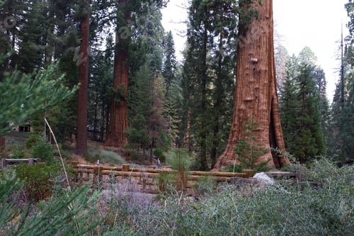 Preview: View Of The Trunk Of A Giant Sequoia Tree In The National Park In California