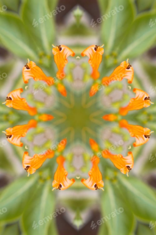 Preview: An Abstract Of A Mexican Honeysuckle Plant With Green Leaves And Bright Orange Flower Buds 4331