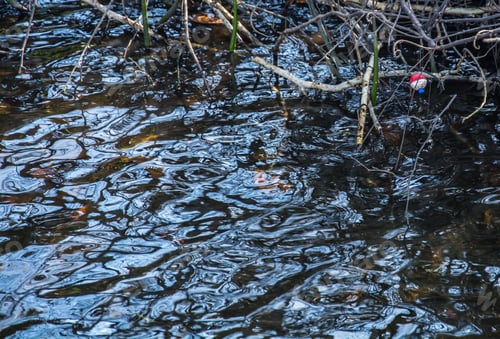 Preview: Bad Day Of Fishing - A Fishing Bobber Caught In The Roots On The Edge Of A Florida River With