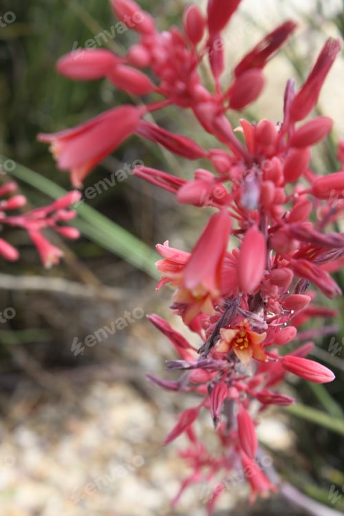 Preview: Flowers On Red Yucca Stalks 5555
