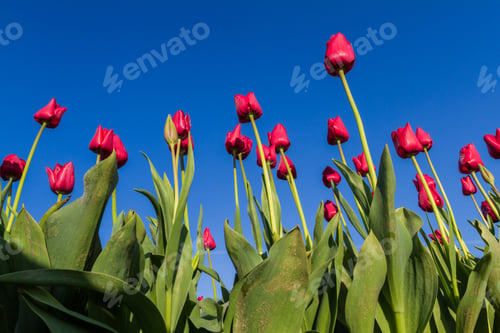 Preview: Beautiful Red Tulips With A Blue Sky On The Background