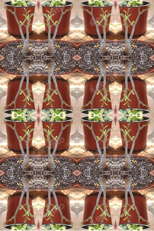 Preview: A Small Adenium Plant Abstract 0216