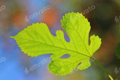 Preview: Colors In Nature - Leaf Background - Colorful Texture Of Minimalism