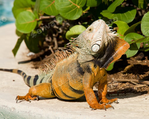Preview: Male Iguana Doing A Mating Dance And Raising Its Head To Expose Its Plumage