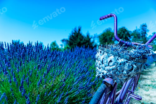 Preview: Wonderful Lavender Festival Series - Beautiful Lavender Flower With Old Bike In Field 2.