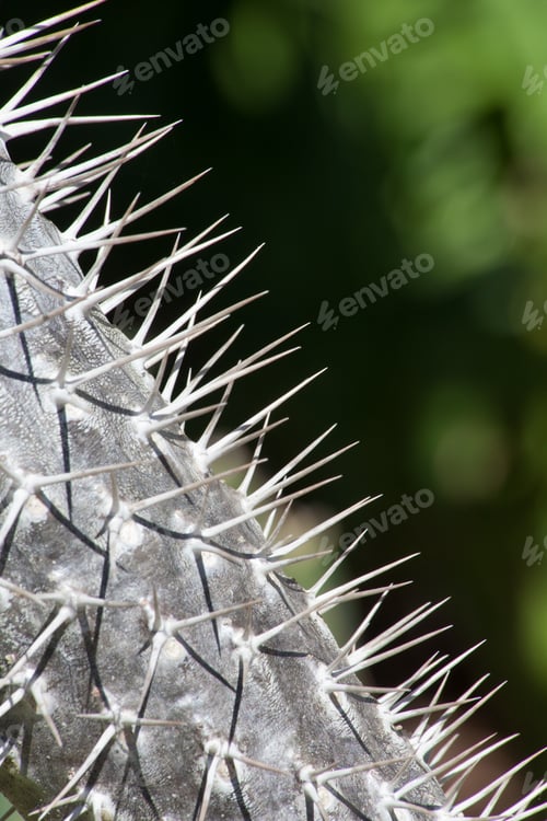 Preview: Cactus Outdoors In The Sunshine