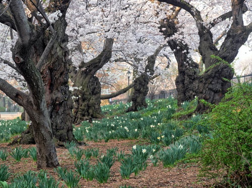 Preview: Spring In Central Park, New York City