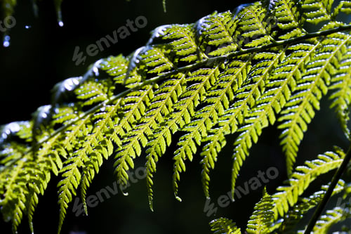 Preview: Close Up Of A Large Fern Leaf Glowing In The Sun On A Dark Background