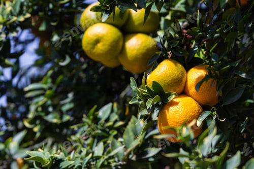Preview: A Tree Full Of Ripe Oranges In Southern California Mid February.