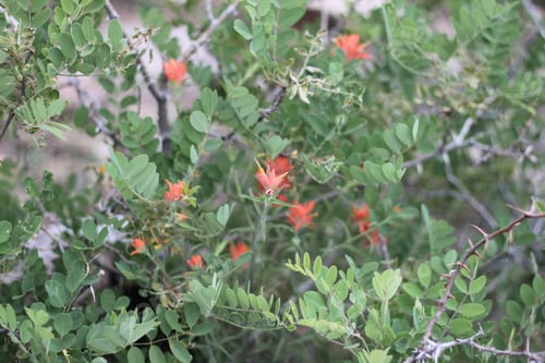 Preview: A Bush Of Castilleja Subinclusa With Orange Flowers 8136
