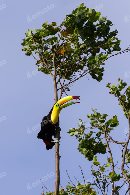 Preview: Keel Billed Toucan Perched On A Tree In The Tropical Rainforest Of Costa Rica