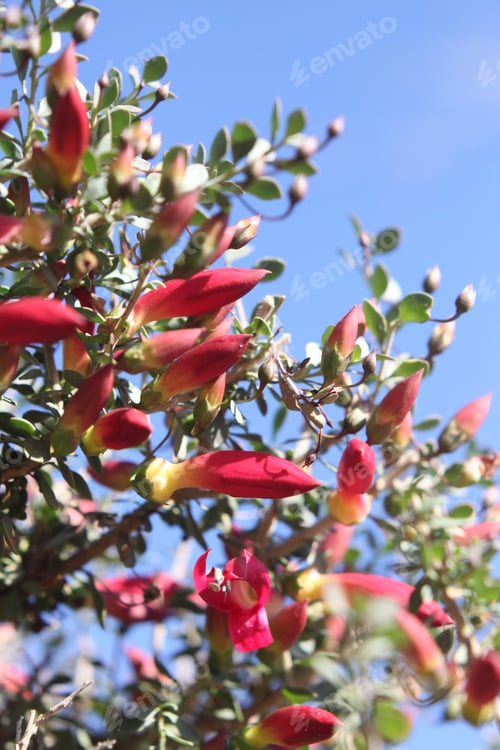 Preview: A Desert Penstemon Bush With Bright Pink Flowers 6535